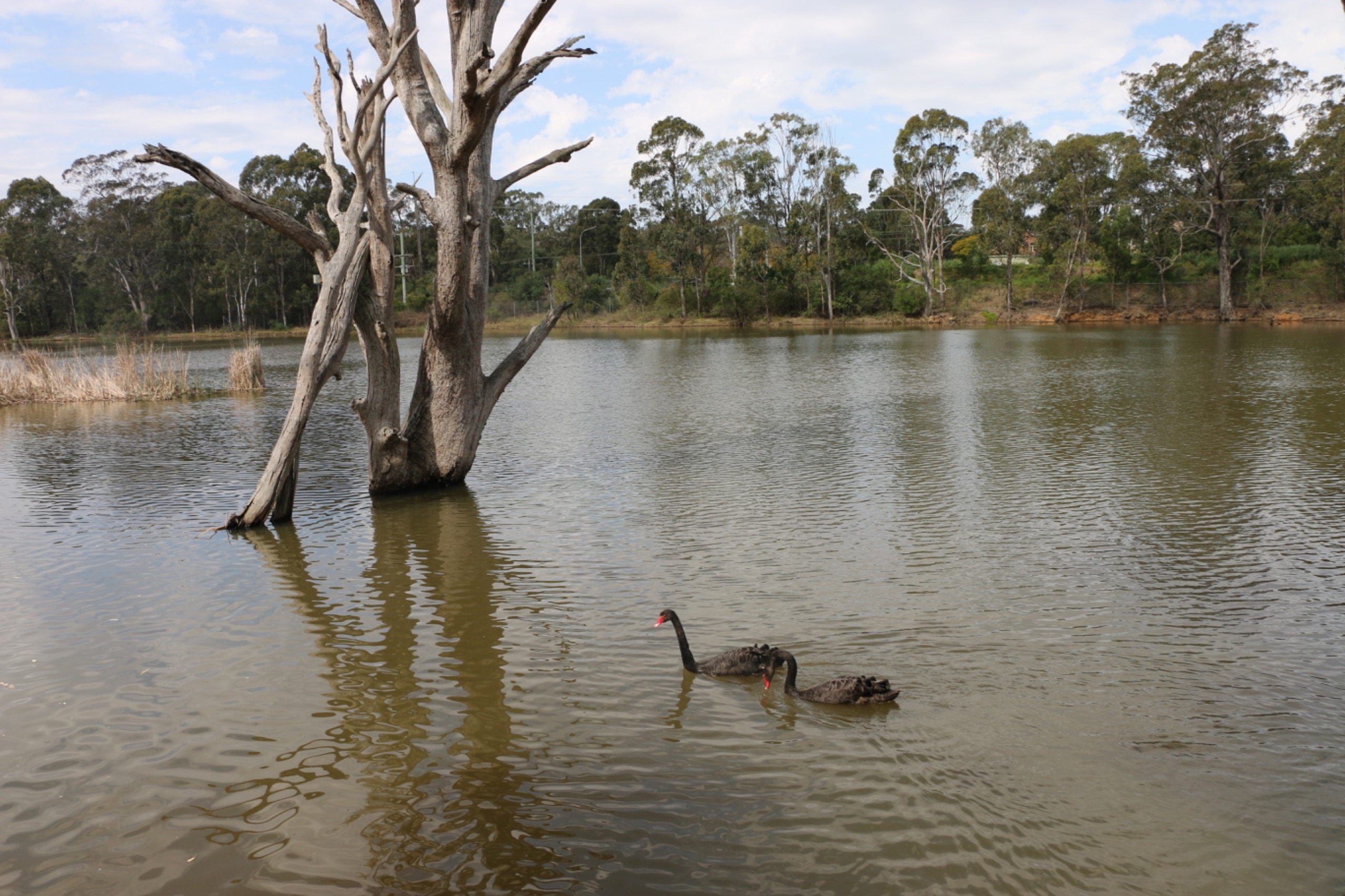 pic of ducks in pond