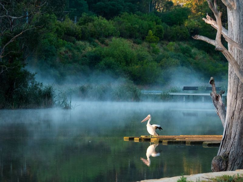 'Misty morning at Lake Thomson' by Werner